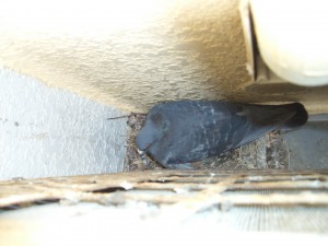 ハト害対策室外機に営巣