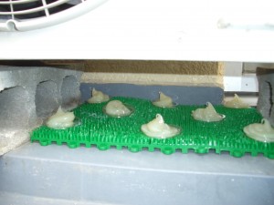 ハト害対策忌避剤設置